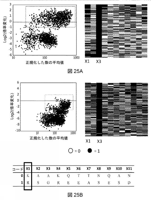 2021522827-アデノ随伴ウイルスの肝臓特異的向性 図000028