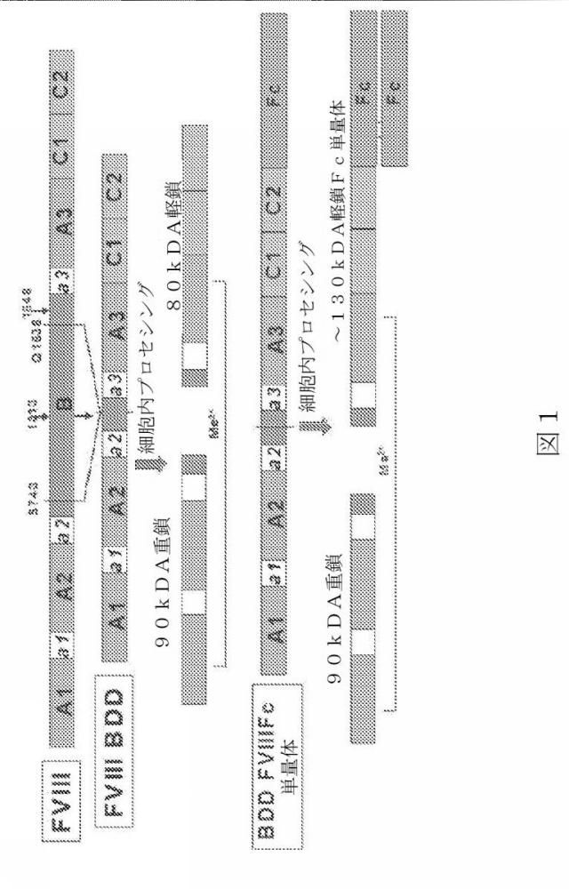 2015504898-第ＶＩＩＩ因子療法を受けている個体における第ＶＩＩＩ因子に対する免疫原性を低下させる方法 図000029