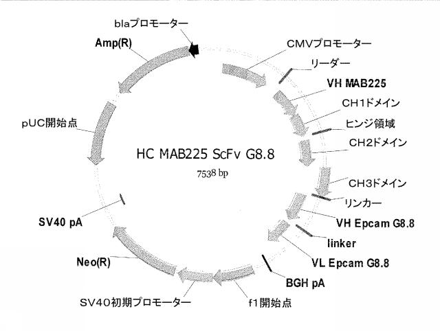 2015506954-抗原をトランスフェクトされたＴ細胞を伴う二重特異性抗体分子及び医薬におけるそれらの使用 図000029