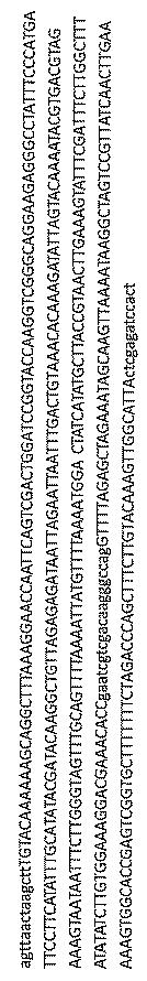 2017521079-生殖系列細胞を切除するＮＡＮＯＳノックアウト 図000029