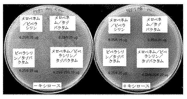 2018525434-抗細菌性薬剤併用物の組成物及び使用方法 図000029