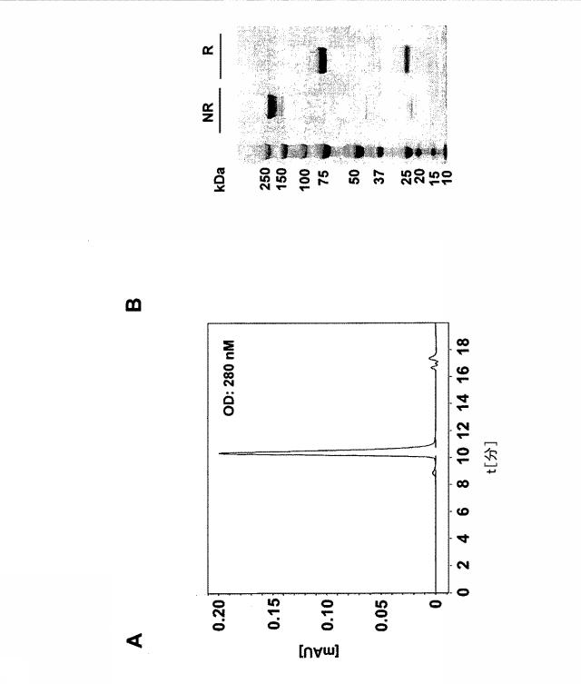 2015506954-抗原をトランスフェクトされたＴ細胞を伴う二重特異性抗体分子及び医薬におけるそれらの使用 図000030