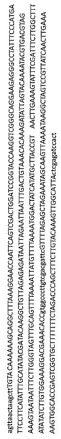 2017521079-生殖系列細胞を切除するＮＡＮＯＳノックアウト 図000030