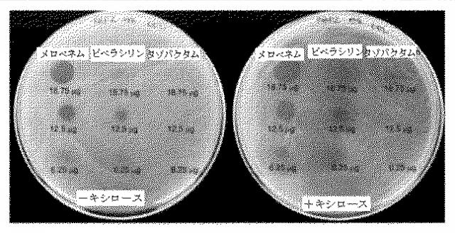 2018525434-抗細菌性薬剤併用物の組成物及び使用方法 図000030