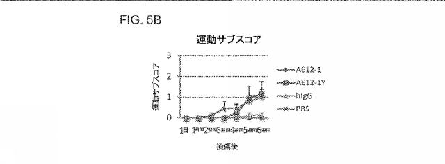 2019517480-脊髄損傷及び疼痛を処置するための抗ＲＧＭａ（Ｒｅｐｕｌｓｉｖｅ  Ｇｕｉｄａｎｃｅ  Ｍｏｌｅｃｕｌｅ  Ａ）アンタゴニスト抗体 図000030