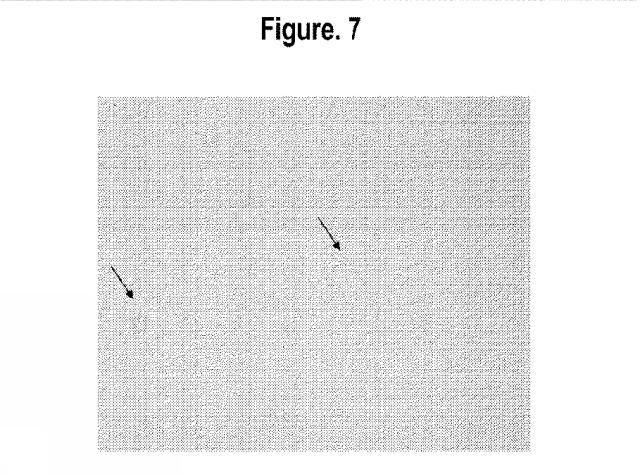 2015502753-鉄関連障害を診断および治療するための組成物および方法 図000031