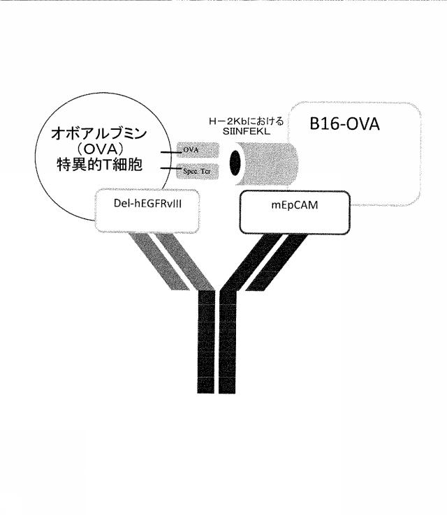 2015506954-抗原をトランスフェクトされたＴ細胞を伴う二重特異性抗体分子及び医薬におけるそれらの使用 図000031