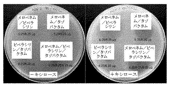 2018525434-抗細菌性薬剤併用物の組成物及び使用方法 図000031