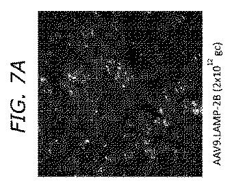 2019505588-ダノン病およびオートファジーの他の障害の治療のための方法 図000031