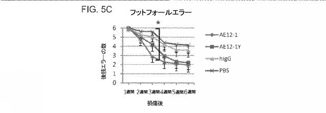 2019517480-脊髄損傷及び疼痛を処置するための抗ＲＧＭａ（Ｒｅｐｕｌｓｉｖｅ  Ｇｕｉｄａｎｃｅ  Ｍｏｌｅｃｕｌｅ  Ａ）アンタゴニスト抗体 図000031