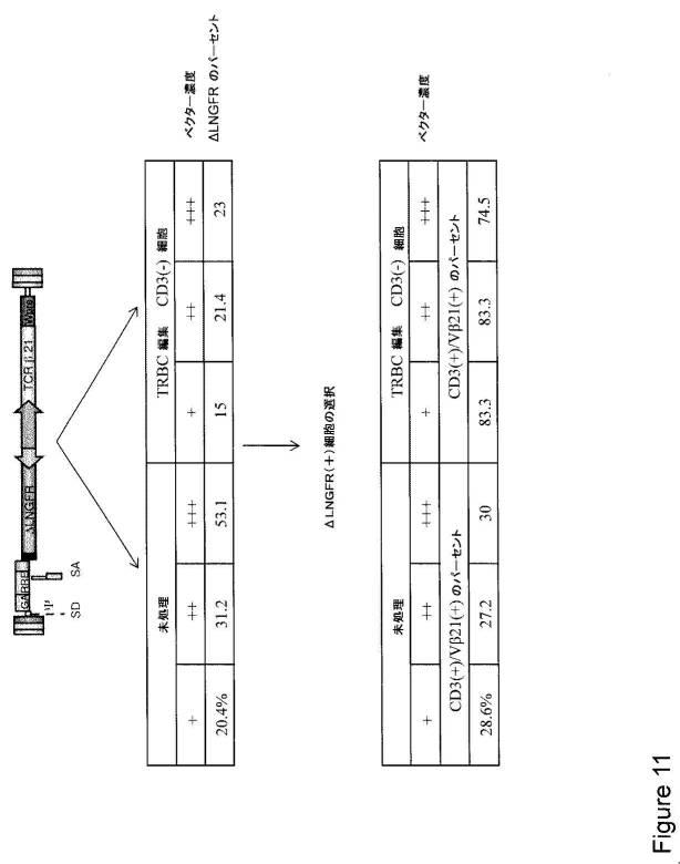 2016515822-操作されたジンクフィンガータンパク質ヌクレアーゼを使用するＴ細胞受容体遺伝子の標的化された破壊 図000032