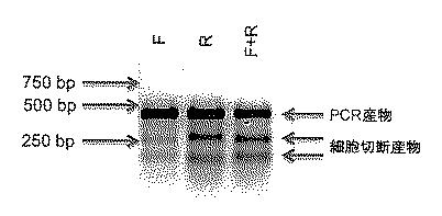 2017521079-生殖系列細胞を切除するＮＡＮＯＳノックアウト 図000032