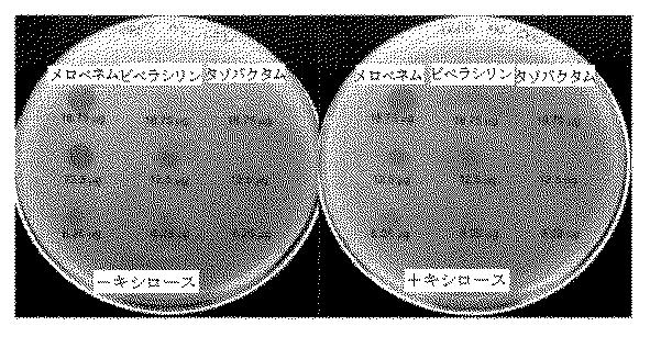 2018525434-抗細菌性薬剤併用物の組成物及び使用方法 図000032