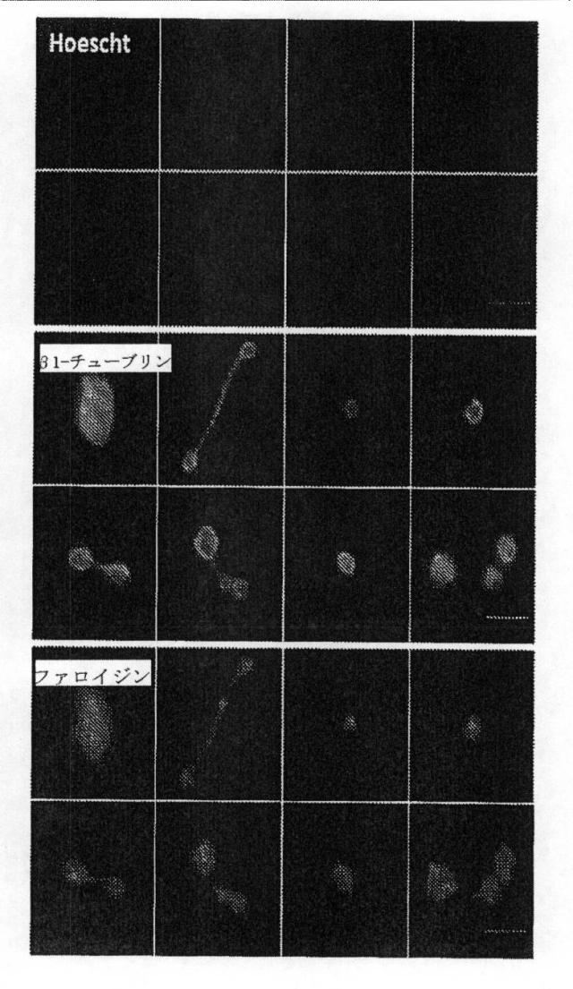 2016510212-バイオミメティック流体プロセスの系および方法 図000033