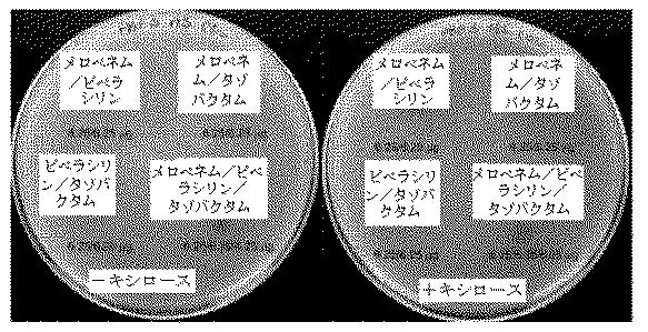 2018525434-抗細菌性薬剤併用物の組成物及び使用方法 図000033