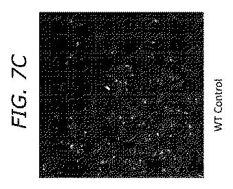 2019505588-ダノン病およびオートファジーの他の障害の治療のための方法 図000033