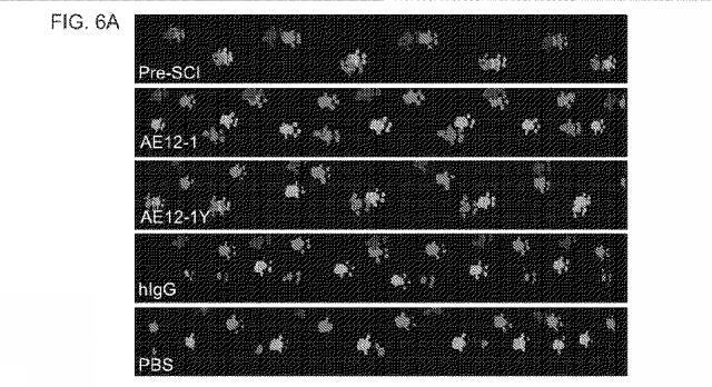 2019517480-脊髄損傷及び疼痛を処置するための抗ＲＧＭａ（Ｒｅｐｕｌｓｉｖｅ  Ｇｕｉｄａｎｃｅ  Ｍｏｌｅｃｕｌｅ  Ａ）アンタゴニスト抗体 図000033