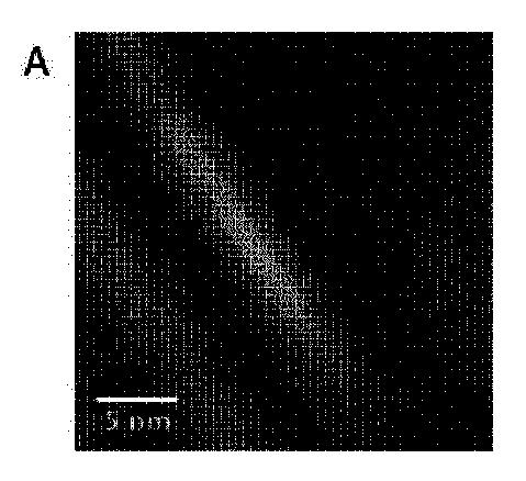 2019535860-ガラス複合粒子とその使用 図000033