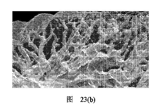 2020506452-ＨＭＤＳに基づく医学画像形成装置 図000033