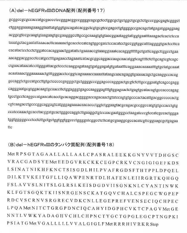 2015506954-抗原をトランスフェクトされたＴ細胞を伴う二重特異性抗体分子及び医薬におけるそれらの使用 図000034