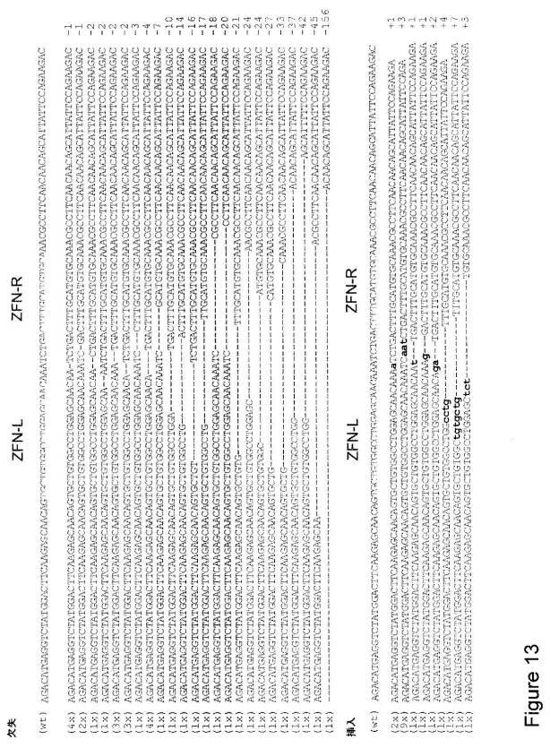 2016515822-操作されたジンクフィンガータンパク質ヌクレアーゼを使用するＴ細胞受容体遺伝子の標的化された破壊 図000034