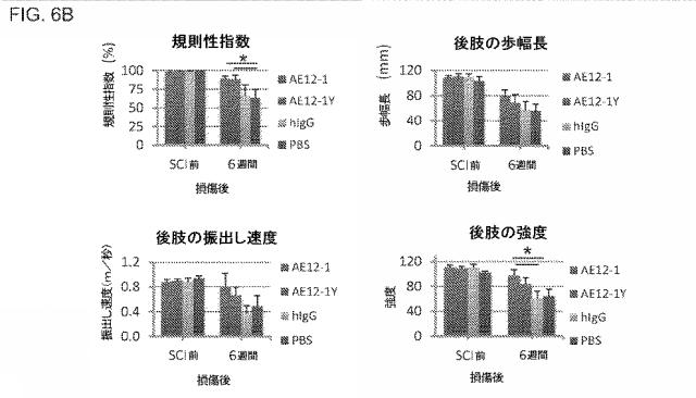 2019517480-脊髄損傷及び疼痛を処置するための抗ＲＧＭａ（Ｒｅｐｕｌｓｉｖｅ  Ｇｕｉｄａｎｃｅ  Ｍｏｌｅｃｕｌｅ  Ａ）アンタゴニスト抗体 図000034