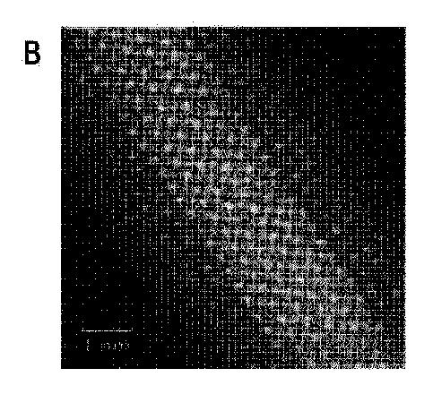 2019535860-ガラス複合粒子とその使用 図000034