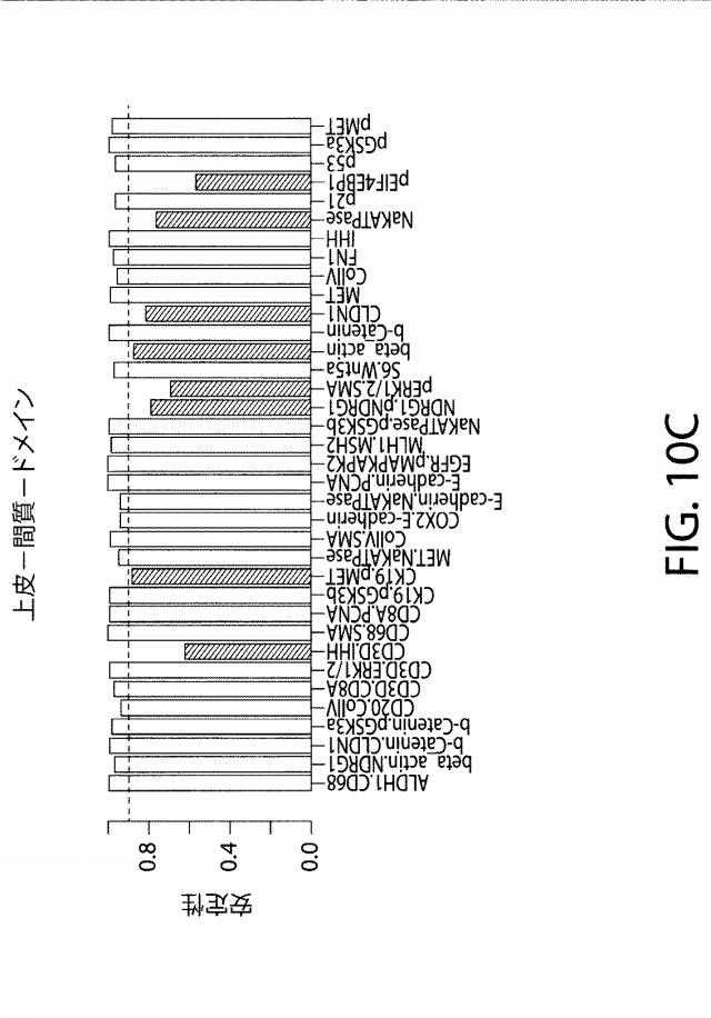 2021525361-空間マルチパラメータ細胞亜細胞画像データからの癌再発の予測 図000034