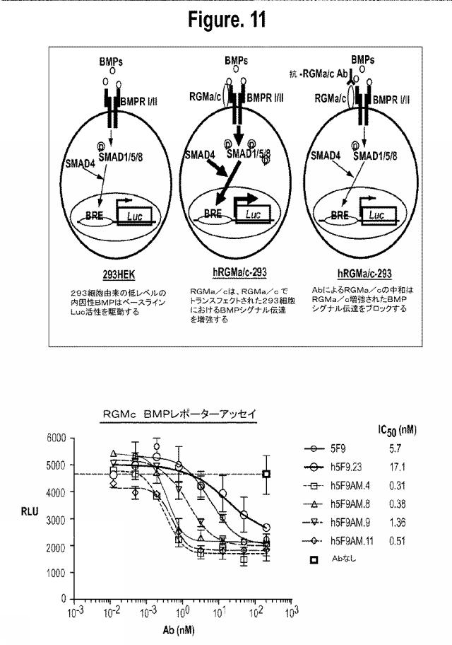 2015502753-鉄関連障害を診断および治療するための組成物および方法 図000035