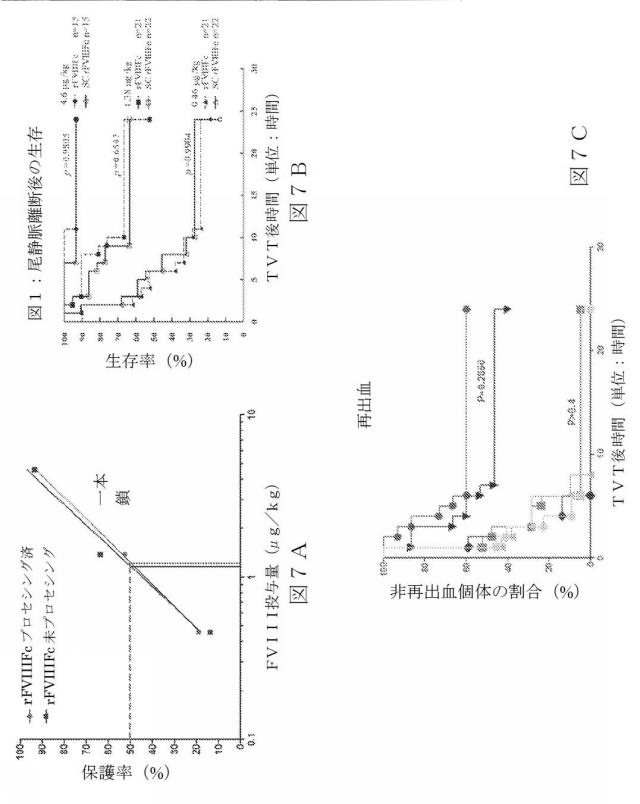 2015504898-第ＶＩＩＩ因子療法を受けている個体における第ＶＩＩＩ因子に対する免疫原性を低下させる方法 図000035