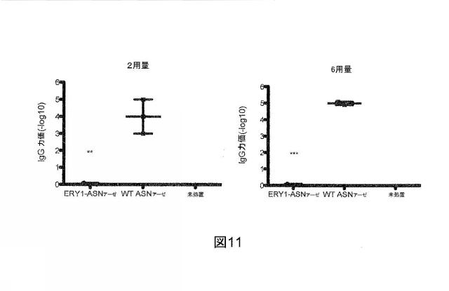 2015508770-赤血球結合治療剤 図000035