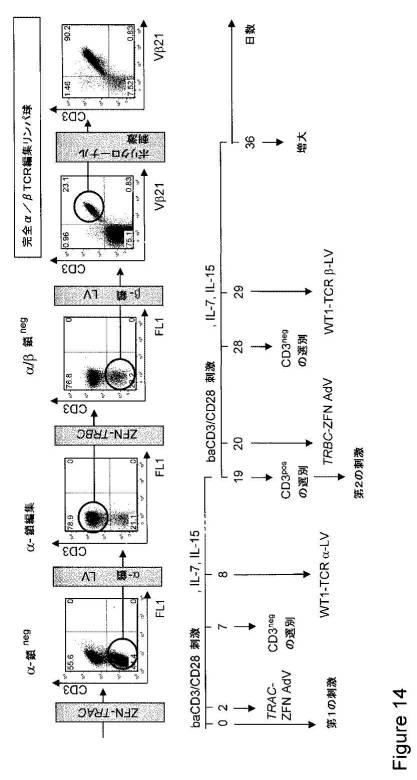 2016515822-操作されたジンクフィンガータンパク質ヌクレアーゼを使用するＴ細胞受容体遺伝子の標的化された破壊 図000035