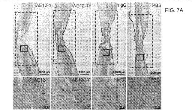 2019517480-脊髄損傷及び疼痛を処置するための抗ＲＧＭａ（Ｒｅｐｕｌｓｉｖｅ  Ｇｕｉｄａｎｃｅ  Ｍｏｌｅｃｕｌｅ  Ａ）アンタゴニスト抗体 図000035