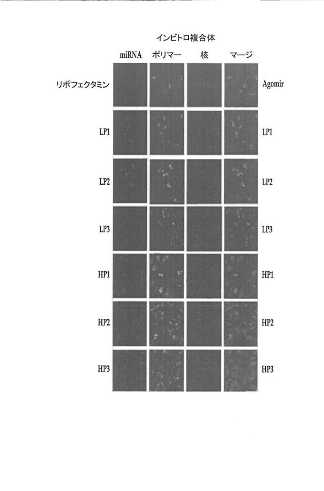 2018517005-超分岐重合体及びポリプレックス、並びにこれらを含むＤＮＡ又はＲＮＡ送達システム 図000036