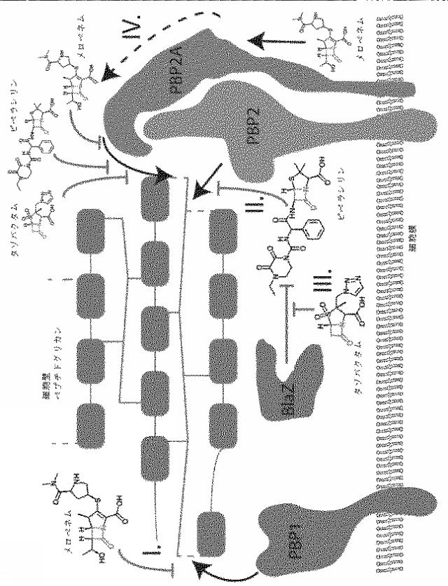 2018525434-抗細菌性薬剤併用物の組成物及び使用方法 図000036