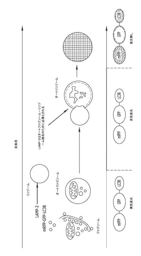 2019505588-ダノン病およびオートファジーの他の障害の治療のための方法 図000036