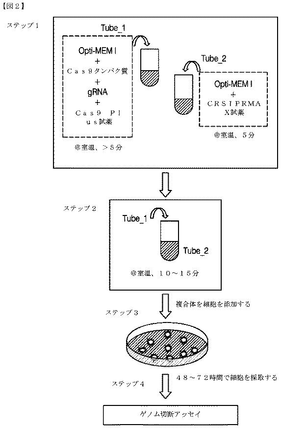 2018532404-リボ核タンパク質トランスフェクション薬剤 図000037