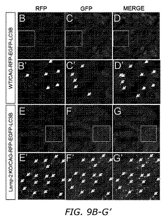 2019505588-ダノン病およびオートファジーの他の障害の治療のための方法 図000037