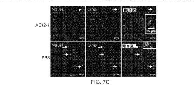 2019517480-脊髄損傷及び疼痛を処置するための抗ＲＧＭａ（Ｒｅｐｕｌｓｉｖｅ  Ｇｕｉｄａｎｃｅ  Ｍｏｌｅｃｕｌｅ  Ａ）アンタゴニスト抗体 図000037