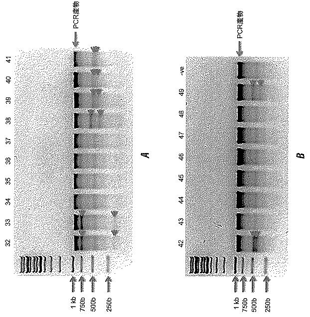 2017521079-生殖系列細胞を切除するＮＡＮＯＳノックアウト 図000038