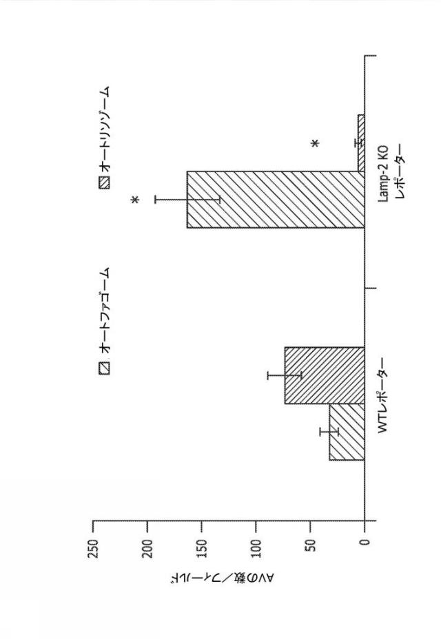 2019505588-ダノン病およびオートファジーの他の障害の治療のための方法 図000038