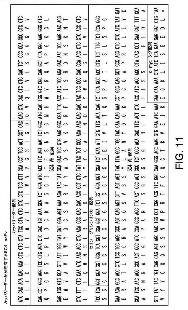 2016508728-免疫療法のための組成物および方法 図000039