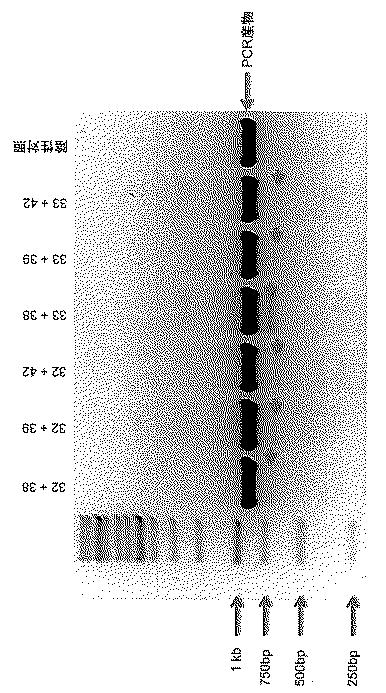 2017521079-生殖系列細胞を切除するＮＡＮＯＳノックアウト 図000039