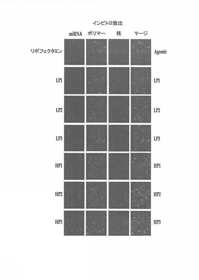 2018517005-超分岐重合体及びポリプレックス、並びにこれらを含むＤＮＡ又はＲＮＡ送達システム 図000039