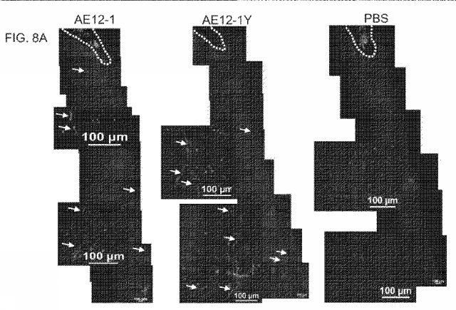 2019517480-脊髄損傷及び疼痛を処置するための抗ＲＧＭａ（Ｒｅｐｕｌｓｉｖｅ  Ｇｕｉｄａｎｃｅ  Ｍｏｌｅｃｕｌｅ  Ａ）アンタゴニスト抗体 図000039