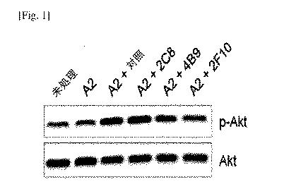 2021514670-抗アンジオポエチン２抗体およびその使用 図000039