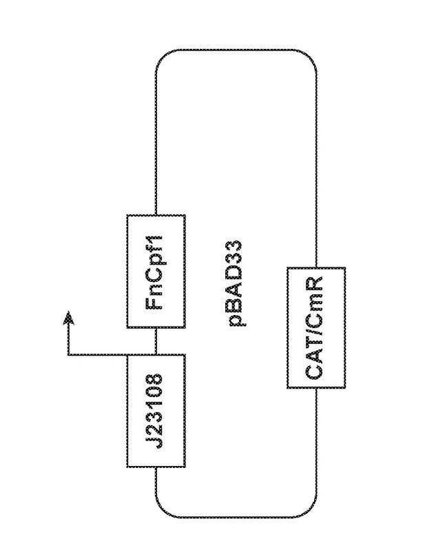 2021525105-標的細菌を死滅させるための方法および組成物 図000039