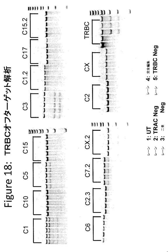 2016515822-操作されたジンクフィンガータンパク質ヌクレアーゼを使用するＴ細胞受容体遺伝子の標的化された破壊 図000040