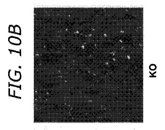 2019505588-ダノン病およびオートファジーの他の障害の治療のための方法 図000040