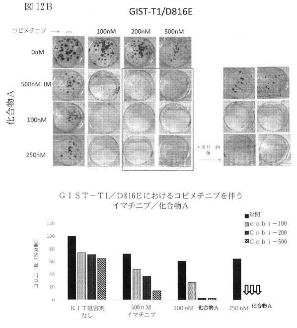 2021512105-消化管間質腫瘍の治療のための併用療法 図000040